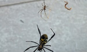 Mooi spinnekop nie giftig